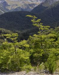 Nothofagus antarctica: two trees at 970 m a.s.l. on Bridge Hill overlooking Fuscospora cliffortioides forest (Broken River, Craigieburn Range, Canterbury).
 Image: K.A. Ford © Landcare Research 2015 CC BY 3.0 NZ